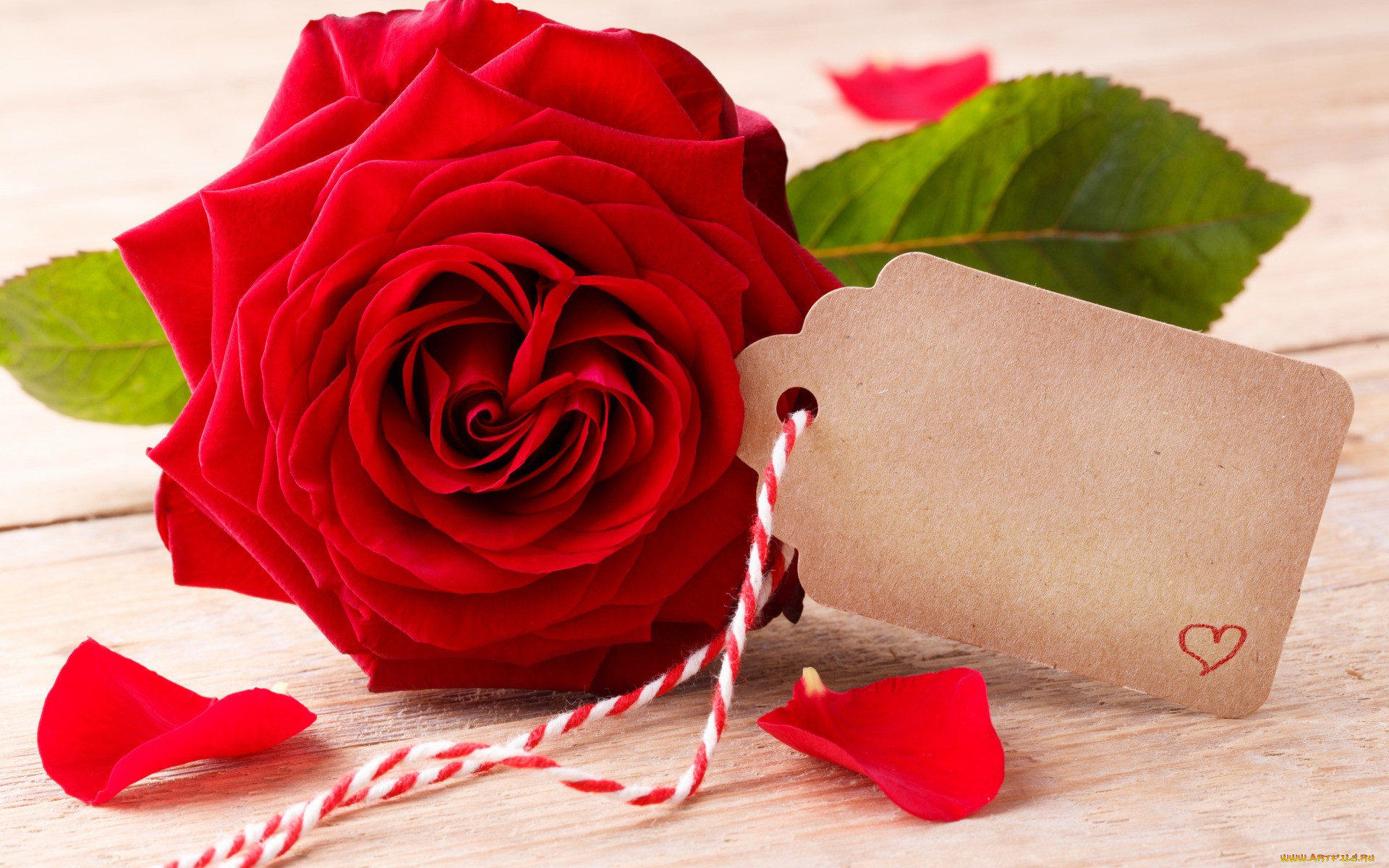 ,   ,  ,  , flowers, red, , romantic, roses, valentine`s, day, love, heart, , 
